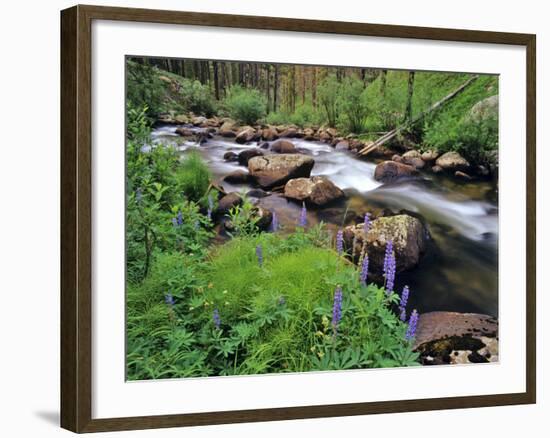 Lupine Along Jacobsen Creek in the Pioneer Range of Montana, USA-Chuck Haney-Framed Photographic Print