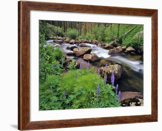 Lupine Along Jacobsen Creek in the Pioneer Range of Montana, USA-Chuck Haney-Framed Photographic Print