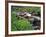 Lupine Along Jacobsen Creek in the Pioneer Range of Montana, USA-Chuck Haney-Framed Photographic Print