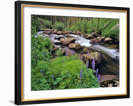 Lupine Along Jacobsen Creek in the Pioneer Range of Montana, USA-Chuck Haney-Framed Photographic Print