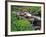 Lupine Along Jacobsen Creek in the Pioneer Range of Montana, USA-Chuck Haney-Framed Photographic Print