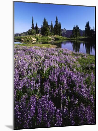 Lupine and Alpine tarn, William O. Douglas Wilderness, Washington, USA-Charles Gurche-Mounted Photographic Print