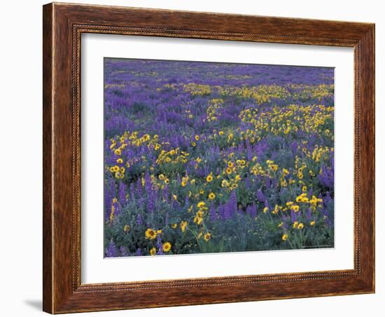 Lupine and Balsamroot on Hillsides, Dulles, Washington, USA-Darrell Gulin-Framed Photographic Print