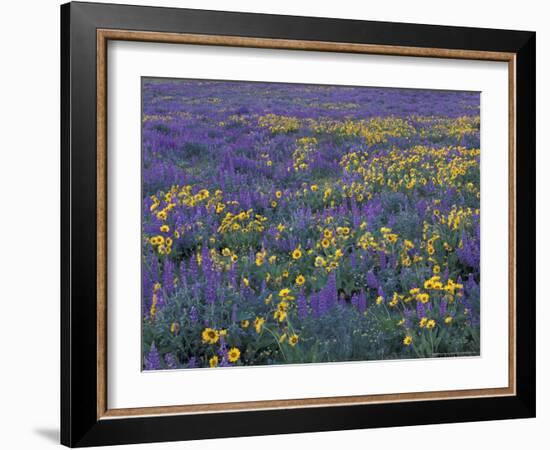 Lupine and Balsamroot on Hillsides, Dulles, Washington, USA-Darrell Gulin-Framed Photographic Print