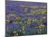 Lupine and Balsamroot on Hillsides, Dulles, Washington, USA-Darrell Gulin-Mounted Photographic Print