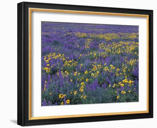 Lupine and Balsamroot on Hillsides, Dulles, Washington, USA-Darrell Gulin-Framed Photographic Print