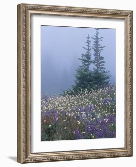 Lupine and Bistort Meadow, Hurricane Ridge, Olympic National Park, Washington, USA-Jamie & Judy Wild-Framed Photographic Print