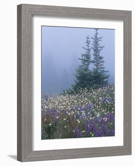 Lupine and Bistort Meadow, Hurricane Ridge, Olympic National Park, Washington, USA-Jamie & Judy Wild-Framed Photographic Print