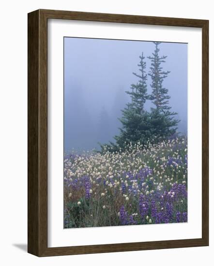 Lupine and Bistort Meadow, Hurricane Ridge, Olympic National Park, Washington, USA-Jamie & Judy Wild-Framed Photographic Print