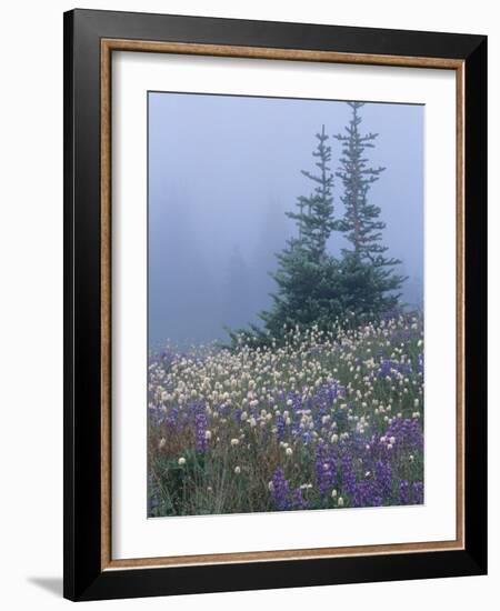 Lupine and Bistort Meadow, Hurricane Ridge, Olympic National Park, Washington, USA-Jamie & Judy Wild-Framed Photographic Print