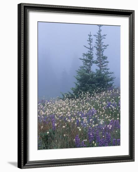 Lupine and Bistort Meadow, Hurricane Ridge, Olympic National Park, Washington, USA-Jamie & Judy Wild-Framed Photographic Print