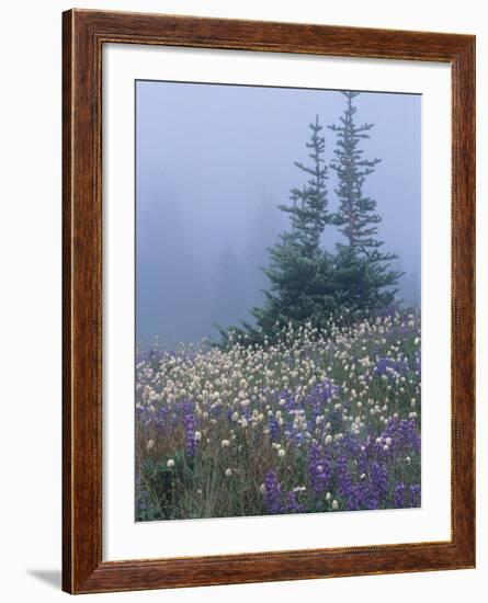 Lupine and Bistort Meadow, Hurricane Ridge, Olympic National Park, Washington, USA-Jamie & Judy Wild-Framed Photographic Print