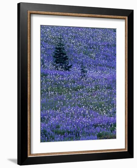 Lupine and Bistort Meadow in Paradise Valley, Mt. Rainier National Park, Washington, USA-Jamie & Judy Wild-Framed Photographic Print