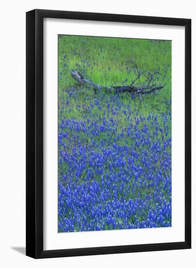 Lupine and Branch, Yosemite-Vincent James-Framed Photographic Print