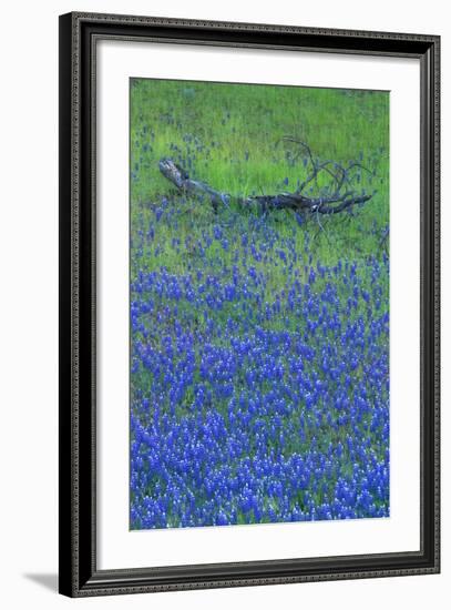 Lupine and Branch, Yosemite-Vincent James-Framed Photographic Print