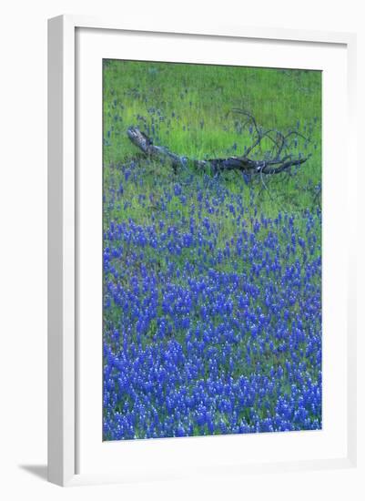 Lupine and Branch, Yosemite-Vincent James-Framed Photographic Print