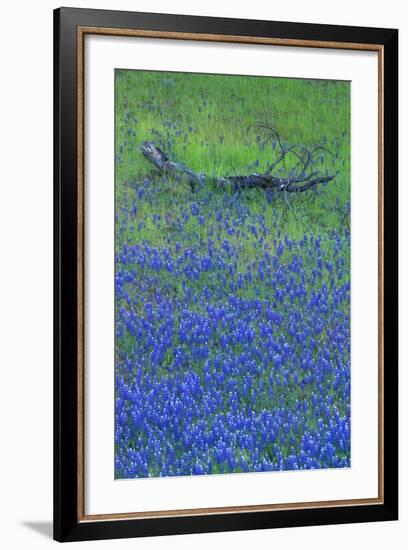 Lupine and Branch, Yosemite-Vincent James-Framed Photographic Print