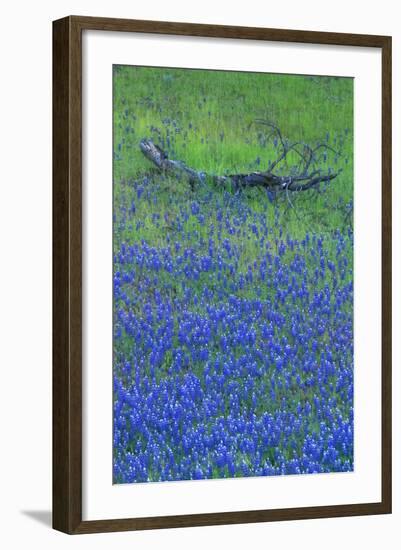 Lupine and Branch, Yosemite-Vincent James-Framed Photographic Print