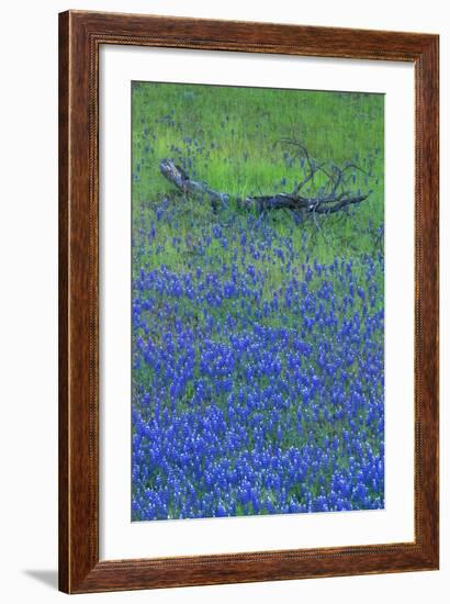 Lupine and Branch, Yosemite-Vincent James-Framed Photographic Print