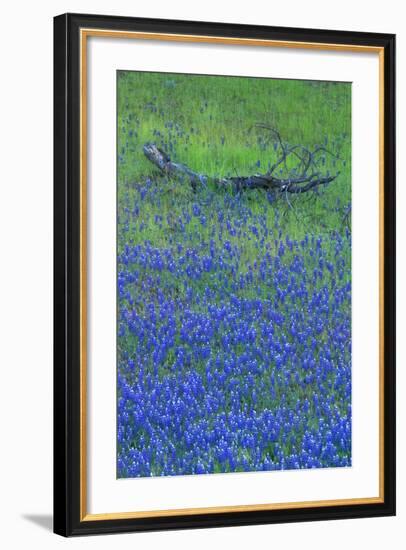 Lupine and Branch, Yosemite-Vincent James-Framed Photographic Print