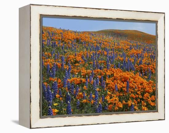 Lupine and Goldfields, Tehachapi Mountains California Poppies, California, USA-Charles Gurche-Framed Premier Image Canvas