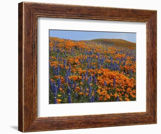 Lupine and Goldfields, Tehachapi Mountains California Poppies, California, USA-Charles Gurche-Framed Photographic Print