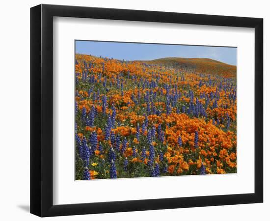 Lupine and Goldfields, Tehachapi Mountains California Poppies, California, USA-Charles Gurche-Framed Photographic Print