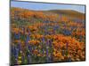 Lupine and Goldfields, Tehachapi Mountains California Poppies, California, USA-Charles Gurche-Mounted Photographic Print