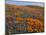 Lupine and Goldfields, Tehachapi Mountains California Poppies, California, USA-Charles Gurche-Mounted Photographic Print