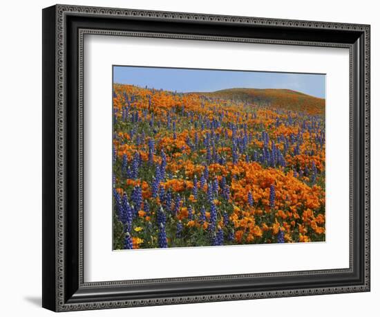 Lupine and Goldfields, Tehachapi Mountains California Poppies, California, USA-Charles Gurche-Framed Photographic Print