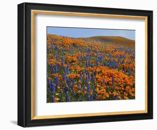 Lupine and Goldfields, Tehachapi Mountains California Poppies, California, USA-Charles Gurche-Framed Photographic Print