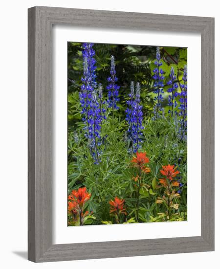 Lupine and Indian Paintbrush Wildflowers, Stillwater State Forest, Montana-Chuck Haney-Framed Photographic Print