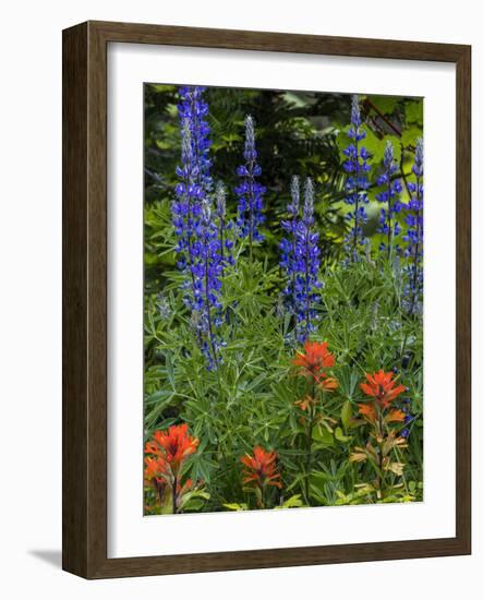 Lupine and Indian Paintbrush Wildflowers, Stillwater State Forest, Montana-Chuck Haney-Framed Photographic Print