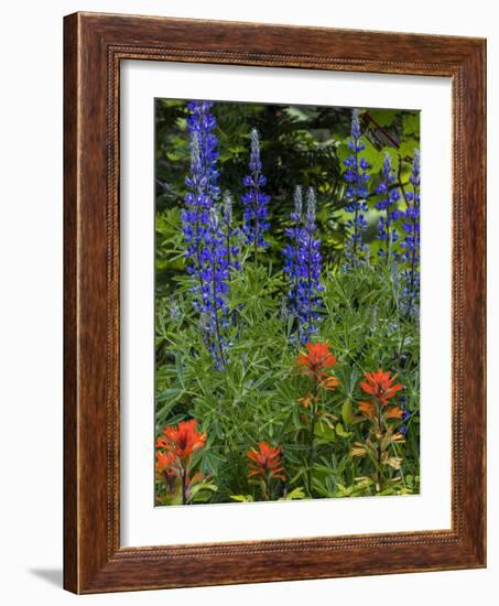 Lupine and Indian Paintbrush Wildflowers, Stillwater State Forest, Montana-Chuck Haney-Framed Photographic Print