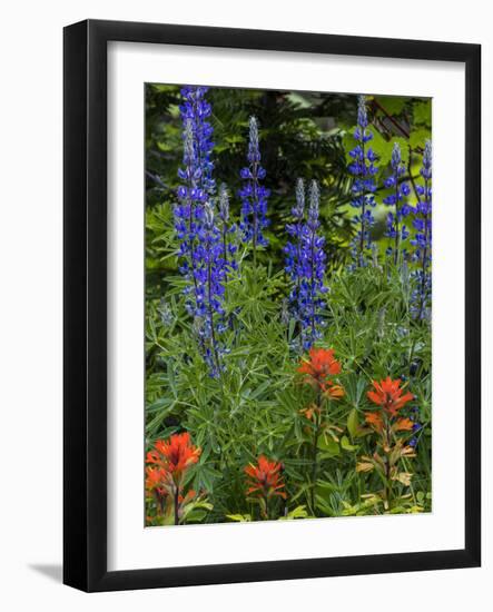 Lupine and Indian Paintbrush Wildflowers, Stillwater State Forest, Montana-Chuck Haney-Framed Photographic Print