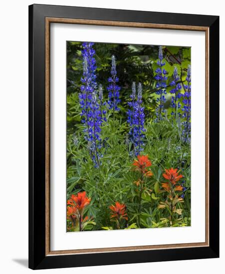 Lupine and Indian Paintbrush Wildflowers, Stillwater State Forest, Montana-Chuck Haney-Framed Photographic Print