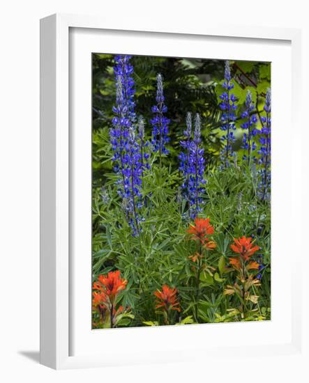 Lupine and Indian Paintbrush Wildflowers, Stillwater State Forest, Montana-Chuck Haney-Framed Photographic Print