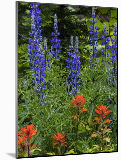 Lupine and Indian Paintbrush Wildflowers, Stillwater State Forest, Montana-Chuck Haney-Mounted Photographic Print