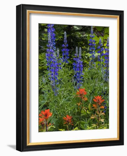 Lupine and Indian Paintbrush Wildflowers, Stillwater State Forest, Montana-Chuck Haney-Framed Photographic Print