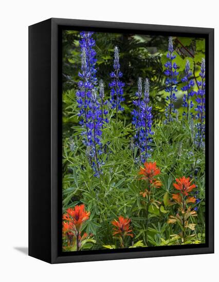 Lupine and Indian Paintbrush Wildflowers, Stillwater State Forest, Montana-Chuck Haney-Framed Premier Image Canvas