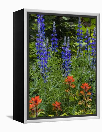 Lupine and Indian Paintbrush Wildflowers, Stillwater State Forest, Montana-Chuck Haney-Framed Premier Image Canvas