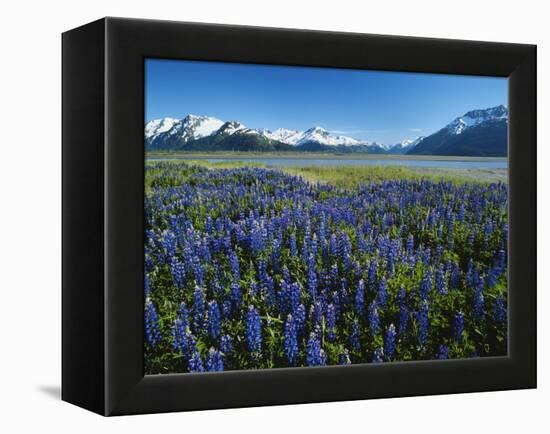 Lupine and Kenai Mountains, Kenai National Wildlife Refuge, Alaska, USA-Adam Jones-Framed Premier Image Canvas