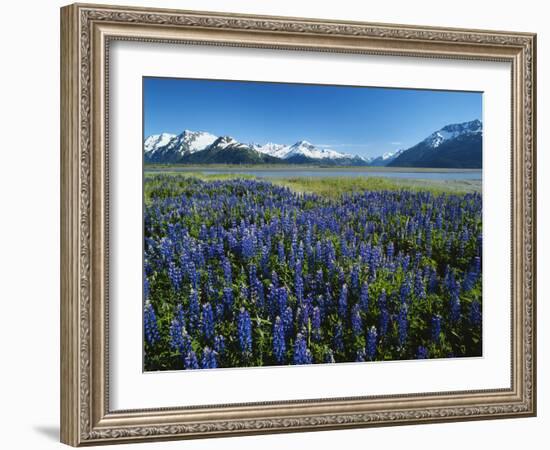 Lupine and Kenai Mountains, Kenai National Wildlife Refuge, Alaska, USA-Adam Jones-Framed Photographic Print
