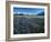 Lupine and Kenai Mountains, Kenai National Wildlife Refuge, Alaska, USA-Adam Jones-Framed Photographic Print