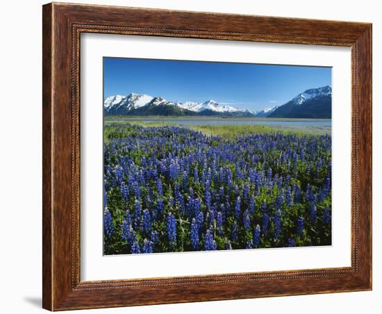 Lupine and Kenai Mountains, Kenai National Wildlife Refuge, Alaska, USA-Adam Jones-Framed Photographic Print