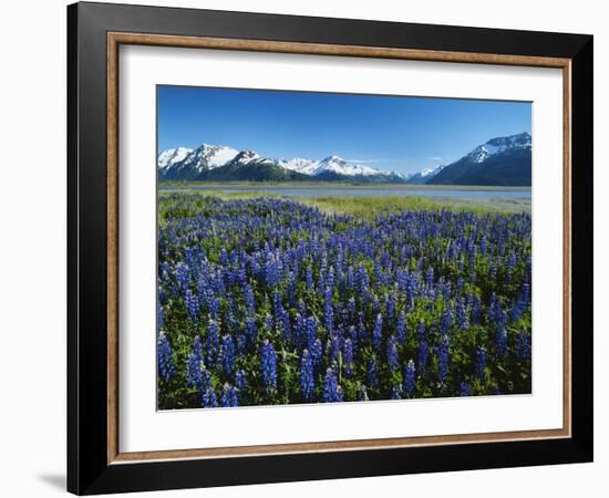 Lupine and Kenai Mountains, Kenai National Wildlife Refuge, Alaska, USA-Adam Jones-Framed Photographic Print