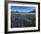 Lupine and Kenai Mountains, Kenai National Wildlife Refuge, Alaska, USA-Adam Jones-Framed Photographic Print