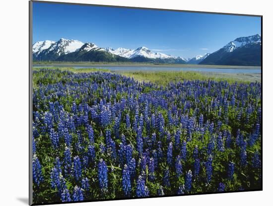 Lupine and Kenai Mountains, Kenai National Wildlife Refuge, Alaska, USA-Adam Jones-Mounted Photographic Print