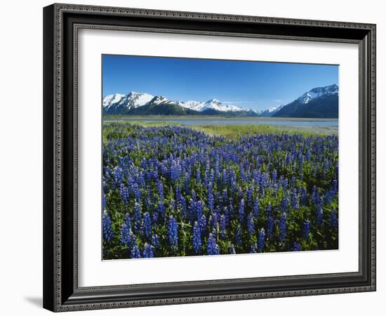 Lupine and Kenai Mountains, Kenai National Wildlife Refuge, Alaska, USA-Adam Jones-Framed Photographic Print