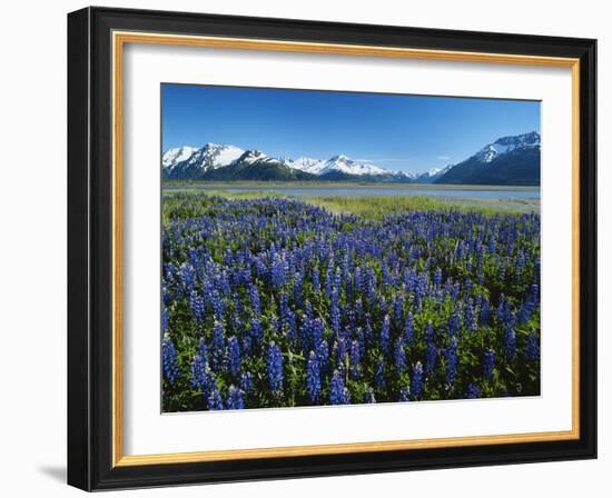 Lupine and Kenai Mountains, Kenai National Wildlife Refuge, Alaska, USA-Adam Jones-Framed Photographic Print